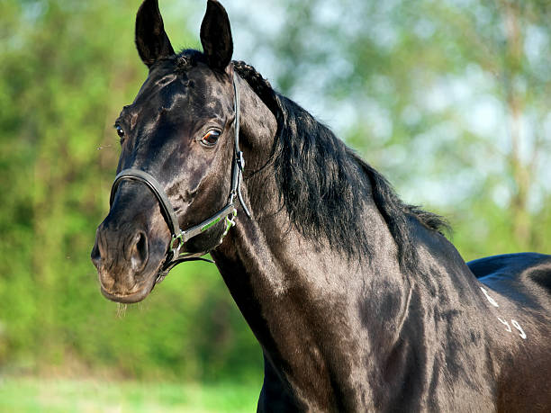 istock Portrait of  beautiful black breed stallion 495008949