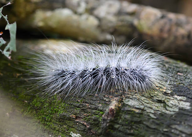 blanco caterpillars (larva) en la naturaleza - lepidopteron fotografías e imágenes de stock