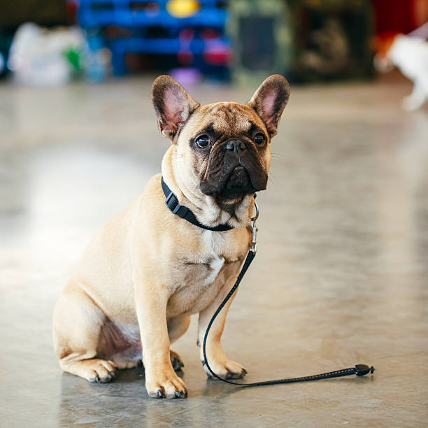 istock Dog French Bulldog 495009001