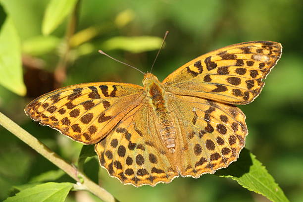 Silver Washed Fritillary butterfly Silver-washed fritillary butterfly with wings open in Surrey, England silver washed fritillary butterfly stock pictures, royalty-free photos & images