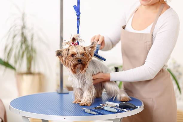 Yorkshire terrier is being brushed by groomer Brushing process. Small Yorkshire terrier sits on the table while being brushed by a professional. pet grooming salon stock pictures, royalty-free photos & images