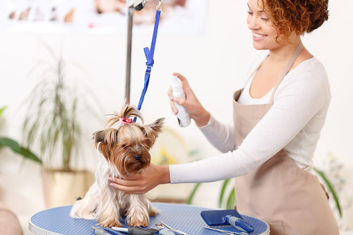 Grooming procedure. Yorkshire terrier is being sprinkled by smiling professional.