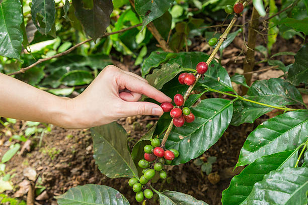 istock close up hand keep coffee beans for harvesting on branch 495016604