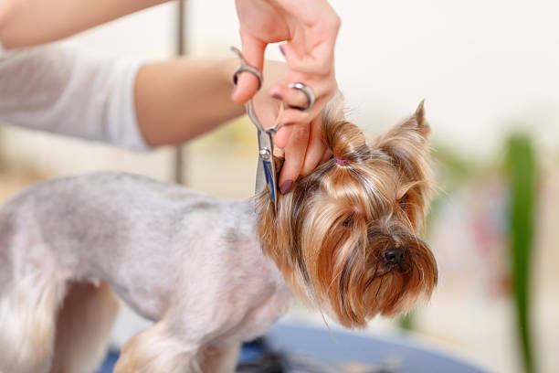 istock Yorkshire terrier in the process of changing pet hairstyle 495016636