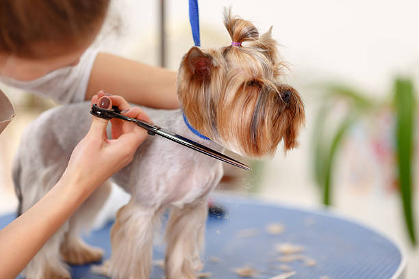 istock Yorkshire terrier in the process of grooming 495016642
