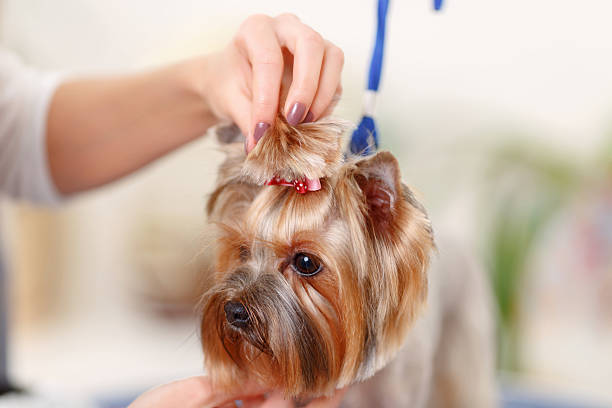 istock Finishing touch by fixing new bow-style hairpin 495016652