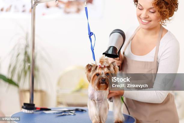 Yorkshire Terrier Is Being Finished By Hairdryer Styling Stock Photo - Download Image Now