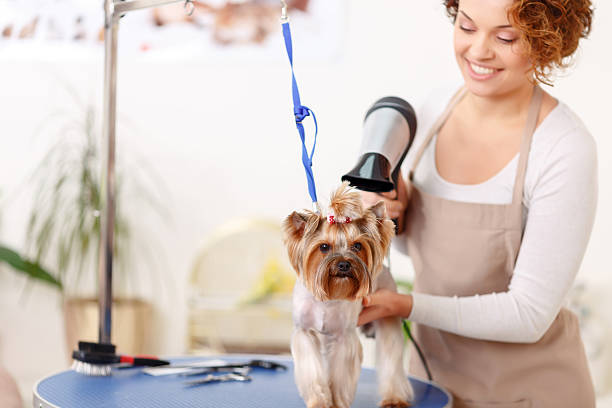 yorkshire terrier é rematado por hairdryer estilo - pet equipment imagens e fotografias de stock