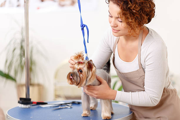 istock Yorkshire terrier is being groomed by professional 495016666