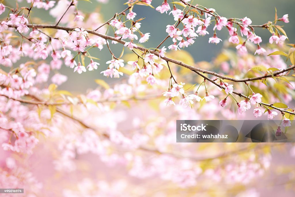 Closeup of Wild Himalayan Cherry  Vintage Color February Stock Photo