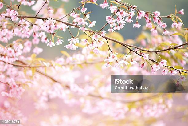 Closeup Of Wild Himalayan Cherry Vintage Color Stock Photo - Download Image Now - February, 2015, Backgrounds