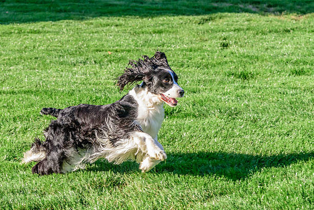 istock English Springer Spaniel at Play 495017940