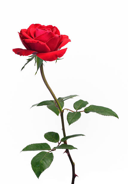 istock Single beautiful red rose isolated on white background 495019106