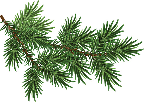 Fur-tree branch. Green fluffy pine branch. Isolated on white vector illustration