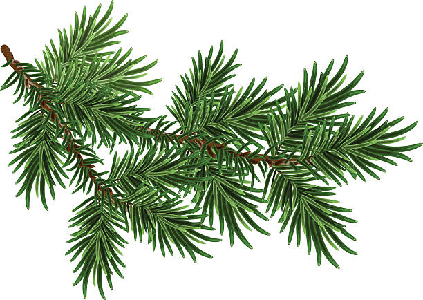 Fur-tree branch. Green fluffy pine branch Fur-tree branch. Green fluffy pine branch. Isolated on white vector illustration branch stock illustrations