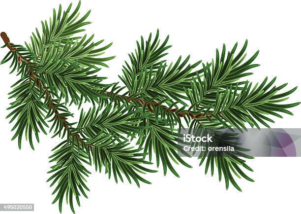 Furtree Branch Green Fluffy Pine Branch Stock Illustration - Download Image Now - Branch - Plant Part, Christmas Tree, Pine Tree