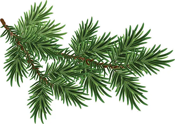 Vector illustration of Fur-tree branch. Green fluffy pine branch