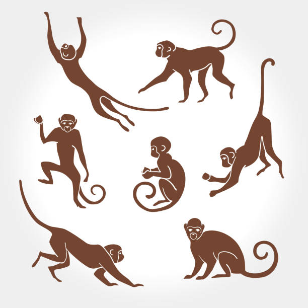 Monkey silhouette monkey, vector, silhouette, animal, illustration, graphic, primate, outline, wildlife, ape, isolated, symbol, collection, astrology, zodiac, art, sign, set, chimpanzee, year, decoration, new, icon, design, pose, stand, jump, sit, walk, run, design element, hanging, fun, tropical, macaque, wild, nature, jungle, sketch, character, drawing, face, head, muzzle, print, new year, 2016, tail, Saimiri ape illustrations stock illustrations