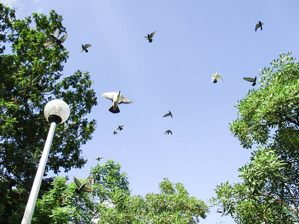 Pigeons fly in the sky in a city park