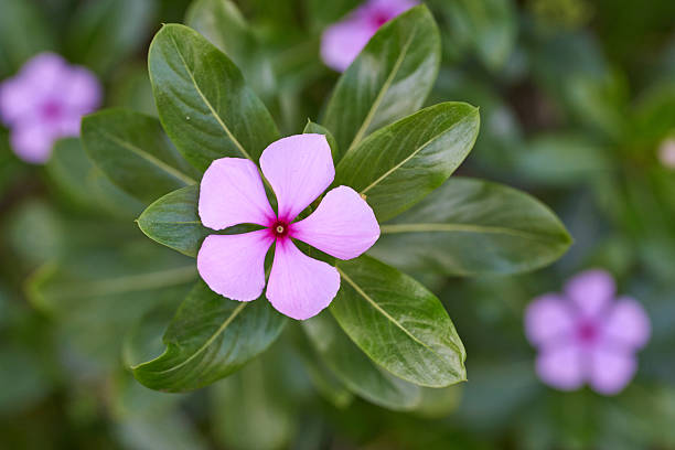 barwinek różowy, kwiat - catharanthus zdjęcia i obrazy z banku zdjęć