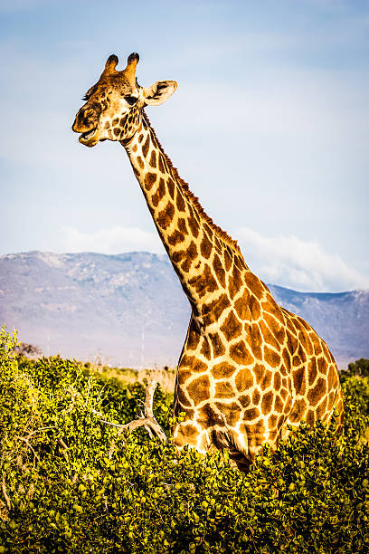 istock Free Giraffe in Kenya 495022742