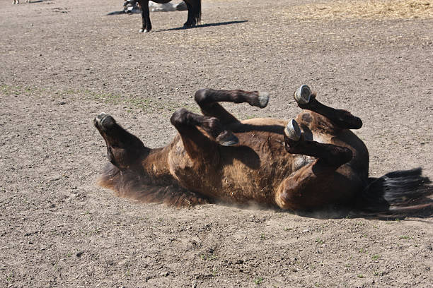 istock Horse in the summer 495035200