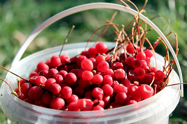 istock red ripe schisandra in the bucket 495035524