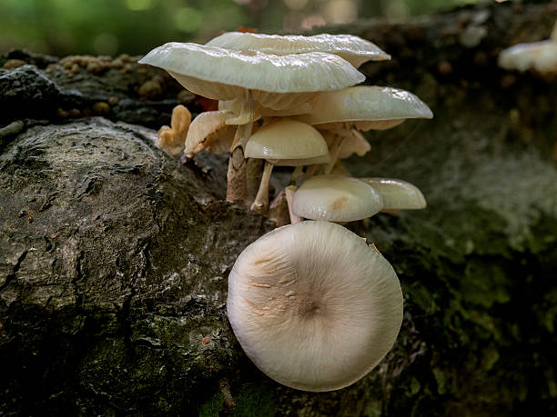 istock Slimy looking porcelain fungus (Oudemansiella mucida) 495039192