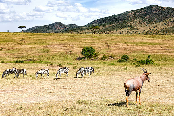 istock Topi and zebras with clouds - feeding and watching 495039456