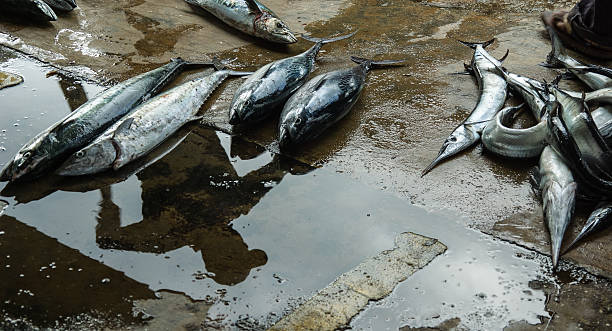istock Freshly Caught Fish on a Cement Floor 495039766