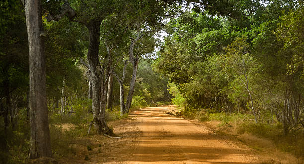 istock Wilpattu National Park 495039796