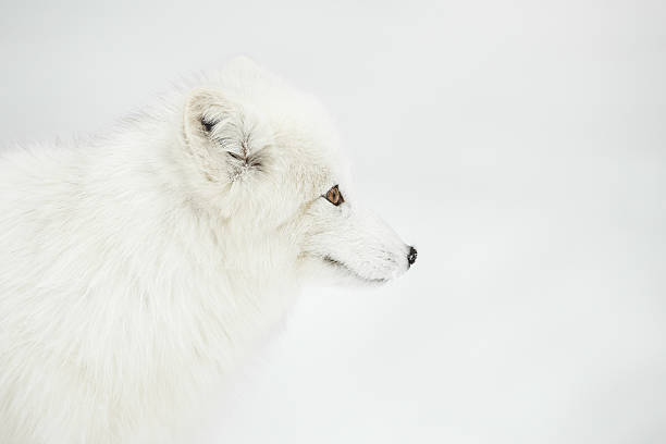 Raposa Polar - foto de acervo