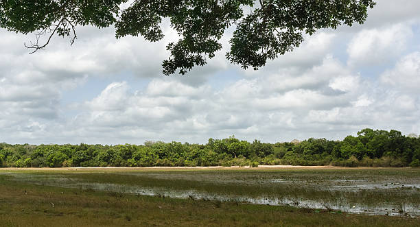 istock Lake at Wilpattu National Park 495040144