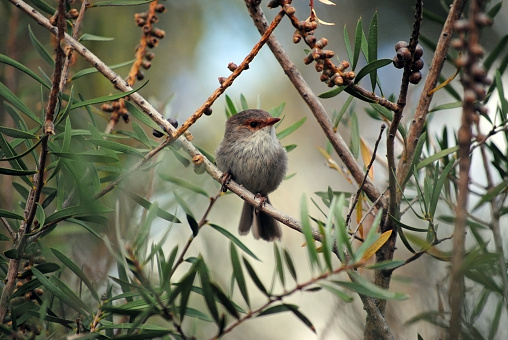 a young superb fairy wren perched in a tree early in the morning