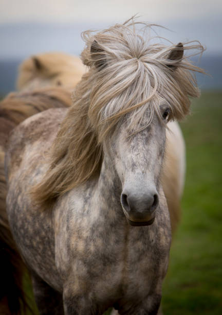 icelandic horse, standing against the wind