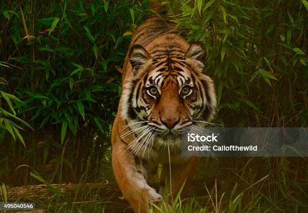 Photo libre de droit de Tigre Sur Prowl banque d'images et plus d'images libres de droit de Tigre - Tigre, Chasser, Être à l'affût