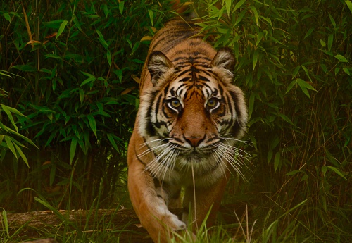 Tiger on the prowl coming through bushes