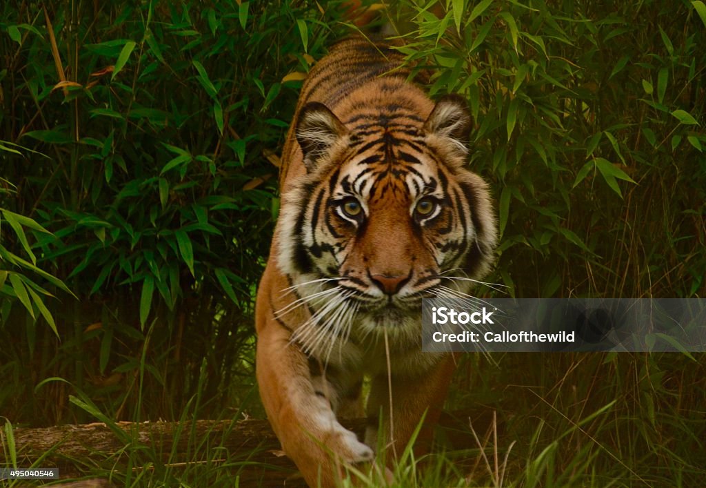 Tiger on the prowl Tiger on the prowl coming through bushes Tiger Stock Photo