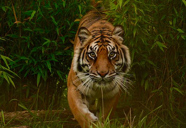 Tiger on the prowl Tiger on the prowl coming through bushes prowling stock pictures, royalty-free photos & images