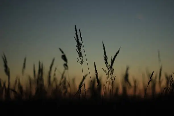 Grass against the evening sky at sunset in the field.