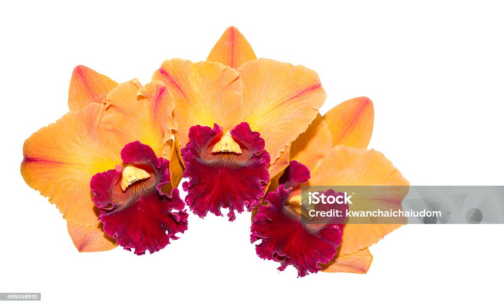 Foto de Híbrido De Laranja E Vermelho Cattleya Orquídea Flor Isolada e mais  fotos de stock de 2015 - iStock