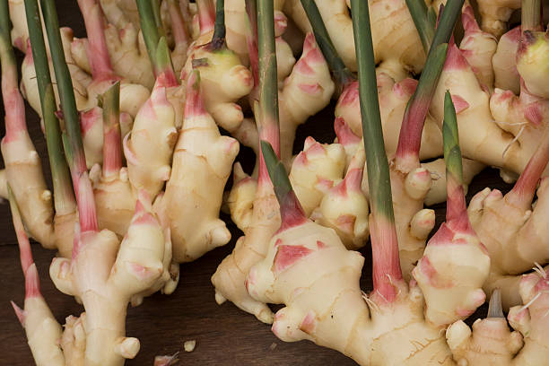 istock Young ginger roots in the market 495049598