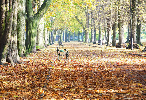 istock Pathway through Local park in Autumn 495050414