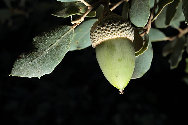 istock green acorns in their environment 495050796