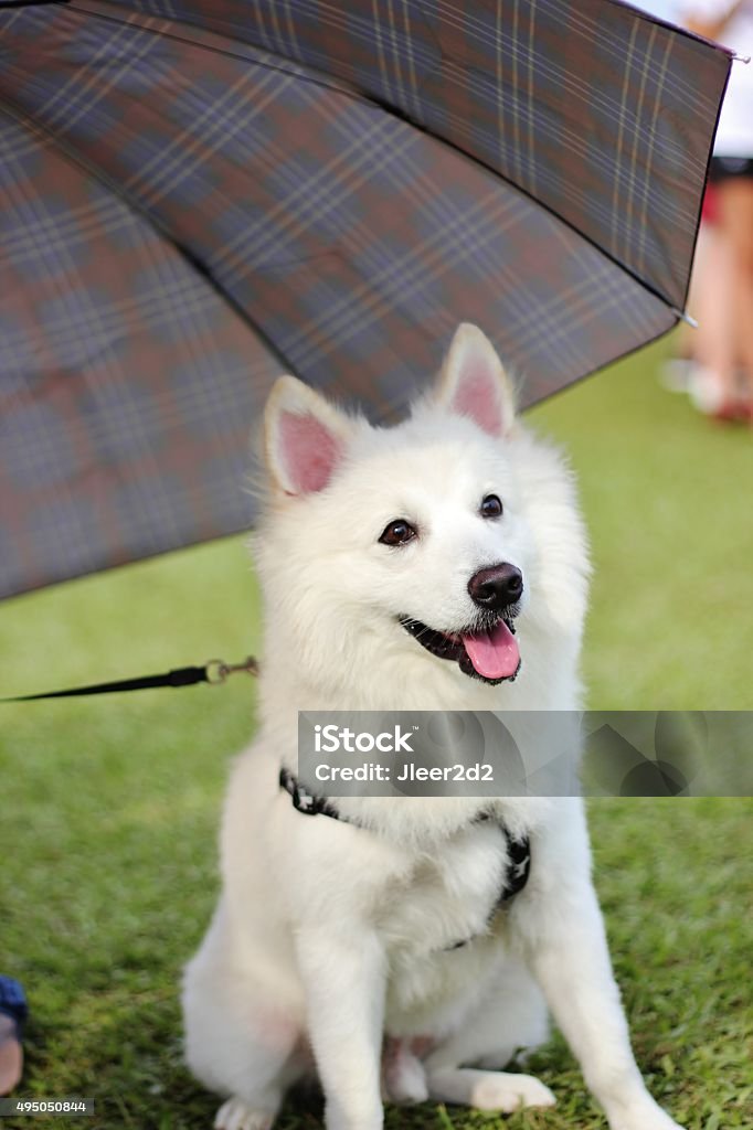 Japanese Spitz Umbrella Japanese Spitz Umbrella
