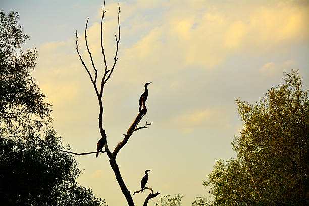 istock Cormorants in the Danube Delta 495051756