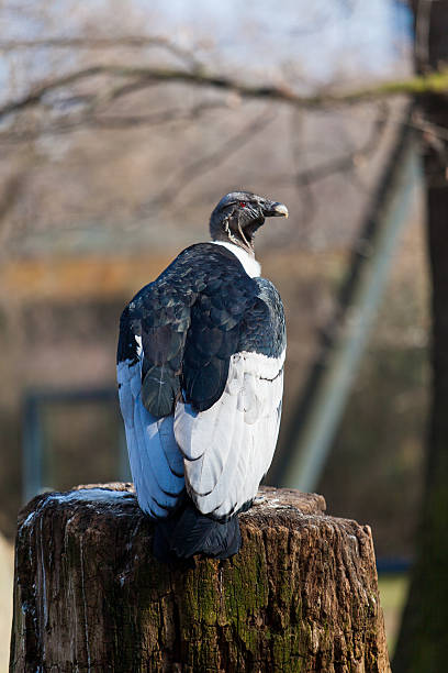 istock Portrait of Griffon vulture 495052840