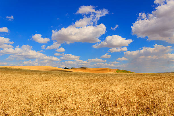 istock RURAL LANDSCAPE SUMMER. Cornfield topped by clouds..Apulia (ITALY) 495053280
