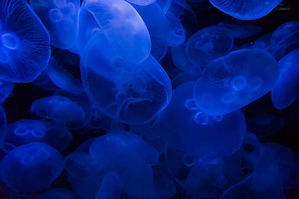 istock jellyfish in blue water 495053584