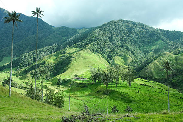 cocora valley. - arbol photos et images de collection